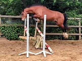 Cayenne des Morins, PFS par Machno Carwyn