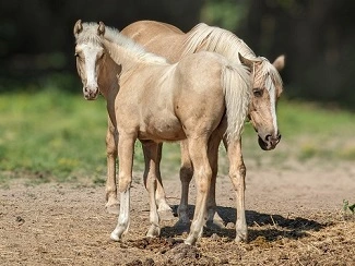 Natif des Morins, mâle PFS par Sauvage des Morins