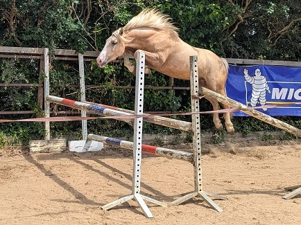 Natif des Morins, mâle PFS par Sauvage des Morins