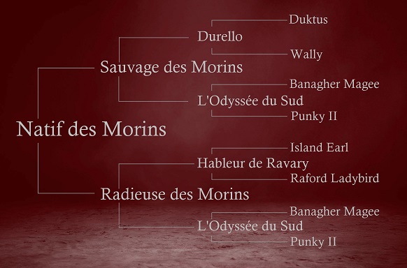 origines de Natif : Sauvage des Morins x Radieuse des Morins par Hableur de Ravary