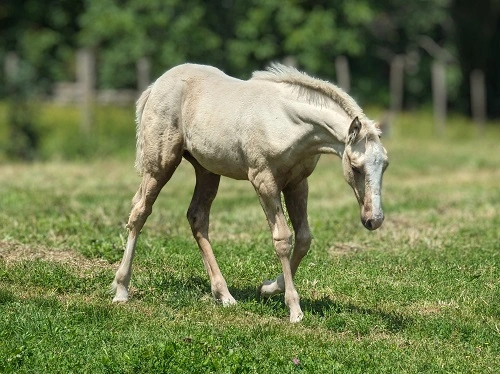 Nirvana des Morins, pouliche PFS par Sauvage des Morins