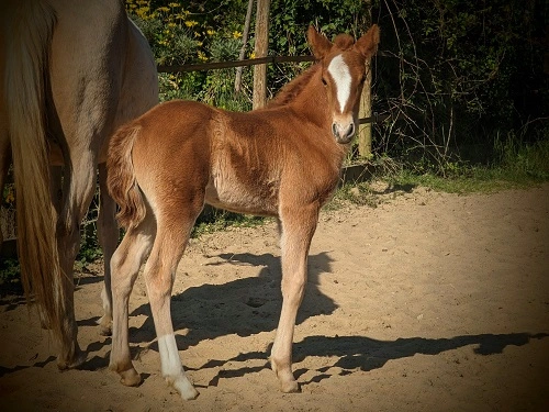 Origan des Morins, mâle PFS par Sauvage des Morins