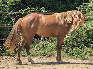 Origan des Morins, mâle PFS par Sauvage des Morins