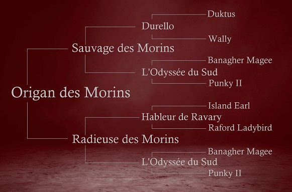 origines de ONirvana des Morins sur 3 générations