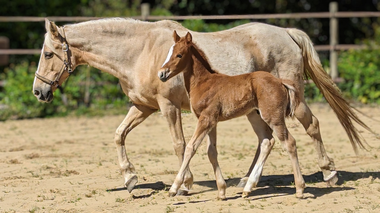 origines de Origan : Sauvage des Morins x Radieuse des Morins par Hableur de Ravary