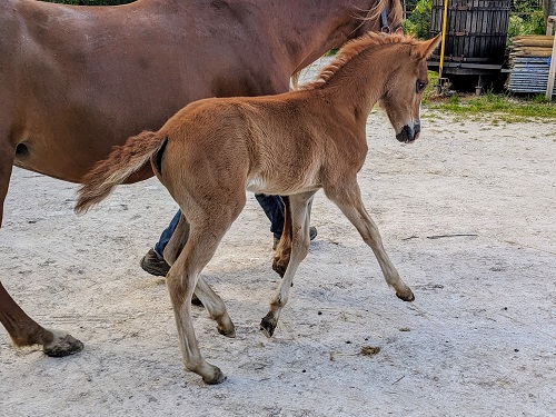 O'Vive des Morins pouliche PFS par Sauvage des Morins, notre étalon PFS