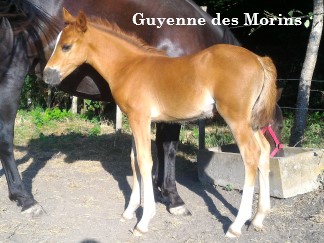 Guyenne des Morins, PFS, par Sauvage des Morins et Tendance des Morins par Linaro