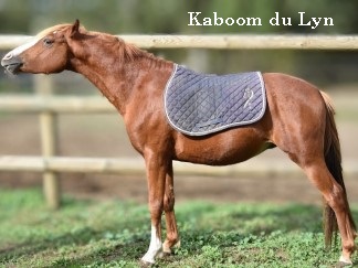 Kaboom du Lyn, PFS, par Sauvage des Morins et Jade de Riez par Bobtail du Sault