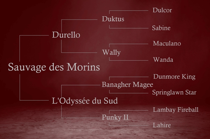 origines de Sauvage des Morins, par Durello et L'Odyssée du Sud par Banagher Magee
